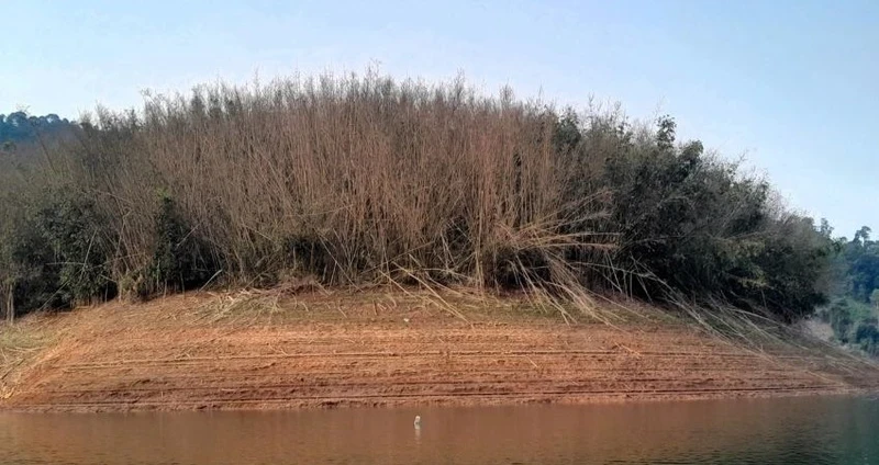 Hàng trăm ha lùng tự nhiên đồng loạt ra hoa rồi chết trên diện rộng ở biên giới Nghệ An.