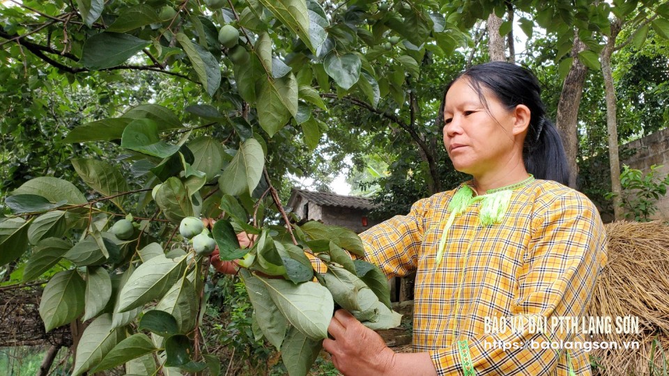 Người dân xã Hoà Cư, huyện Cao Lộc kiểm tra sâu bệnh trên cây hồng