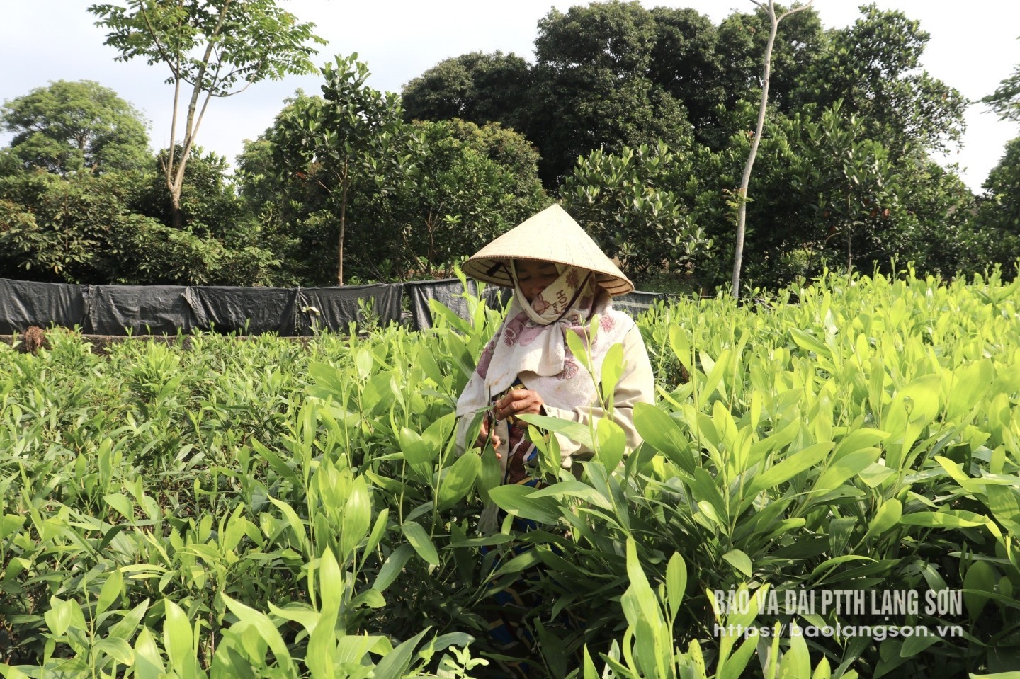 Người dân thị trấn Hữu Lũng, huyện Hữu Lũng cắt hom ươm giống cây keo