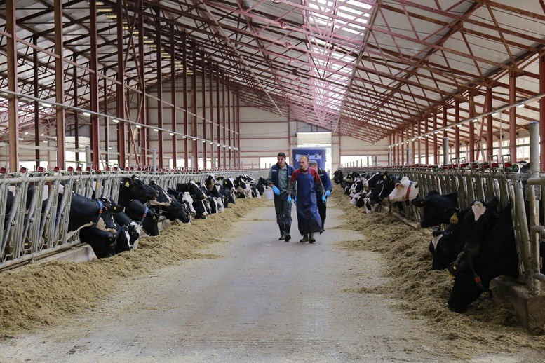 Sữa tươi TH true MILK sản xuất tại Nga sử dụng nguyên liệu chế biến hoàn toàn từ nguồn sữa tươi chất lượng hàng đầu của các trang trại công nghệ cao TH tại tỉnh Moscow và Kaluga