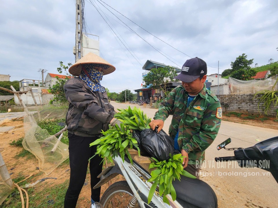 Người dân xã Tân Thành, huyện Hữu Lũng xuất bán cây keo giống