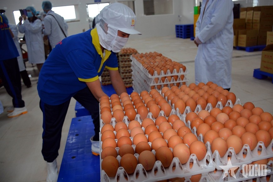 Trứng gà chuẩn bị được đưa vào dây chuyền xử lý, đóng gói tại một nhà máy ở Hà Nội. Ảnh minh họa.