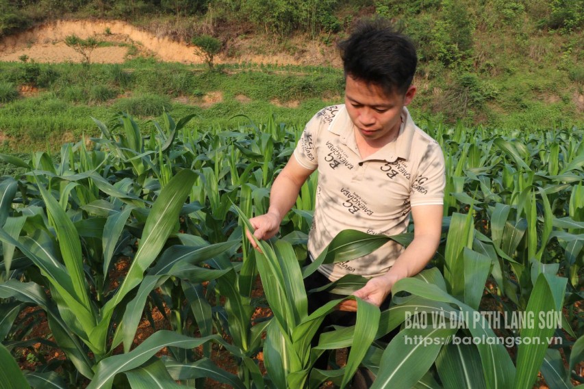 Người dân xã Tân Thành, huyện Cao Lộc chủ động thăm đồng, kiểm tra các loại sâu bệnh trên cây ngô