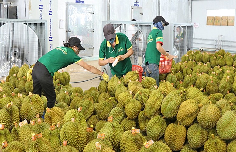 Ngành sầu riêng cần làm chắc từ khâu sản xuất, siết chặt kiểm soát chất lượng và xây dựng chuỗi liên kết chặt chẽ giữa nhà nông - doanh nghiệp - cơ quan quản lý