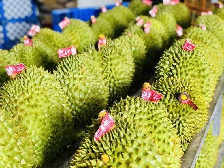 Sầu riêng là một trong những mặt hàng nông sản có tốc độ tăng trưởng nhanh và giá trị xuất khẩu cao của Việt Nam, đóng góp quan trọng vào kim ngạch xuất khẩu rau quả của cả nước.