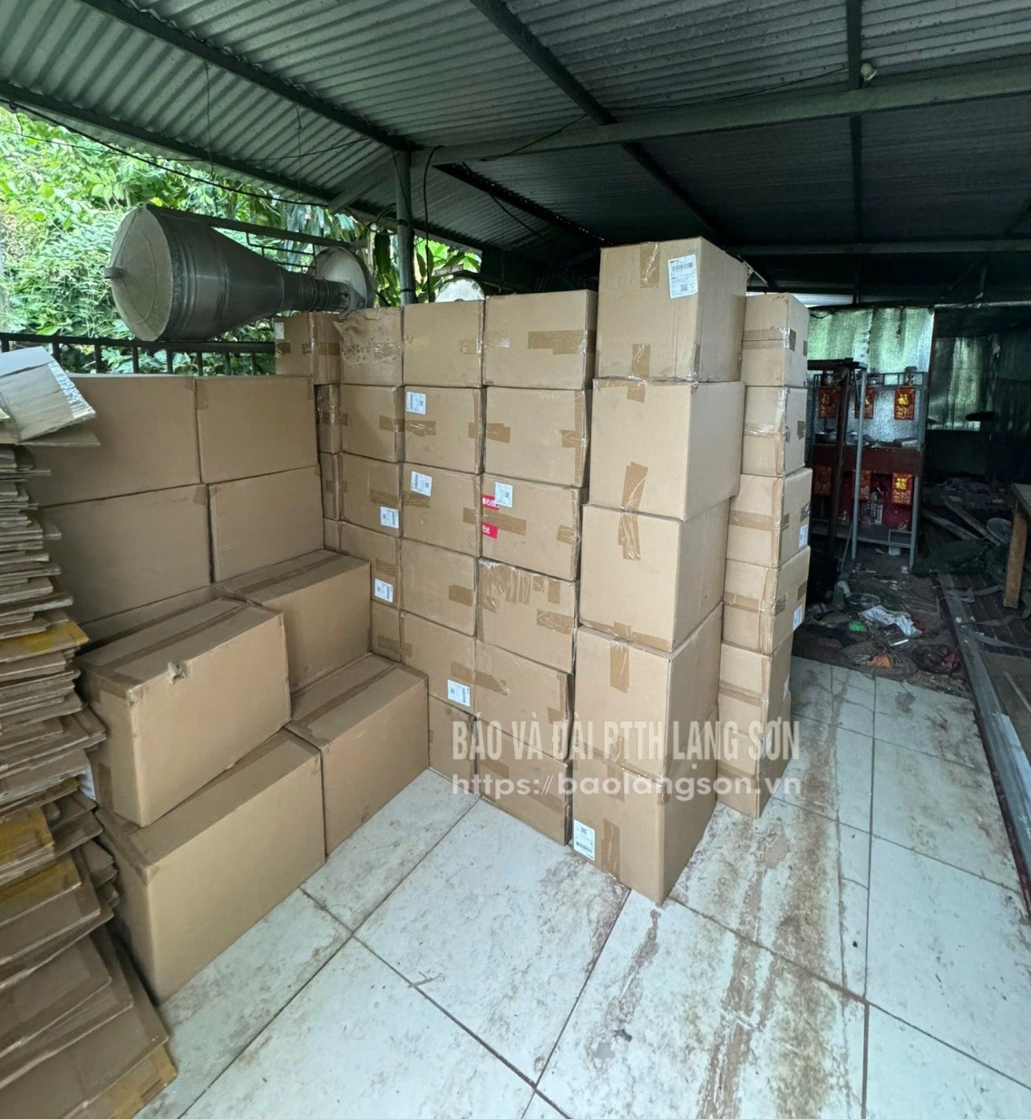 Lượng lớn sản phẩm nấm Ngưu Chương Chi được cho là