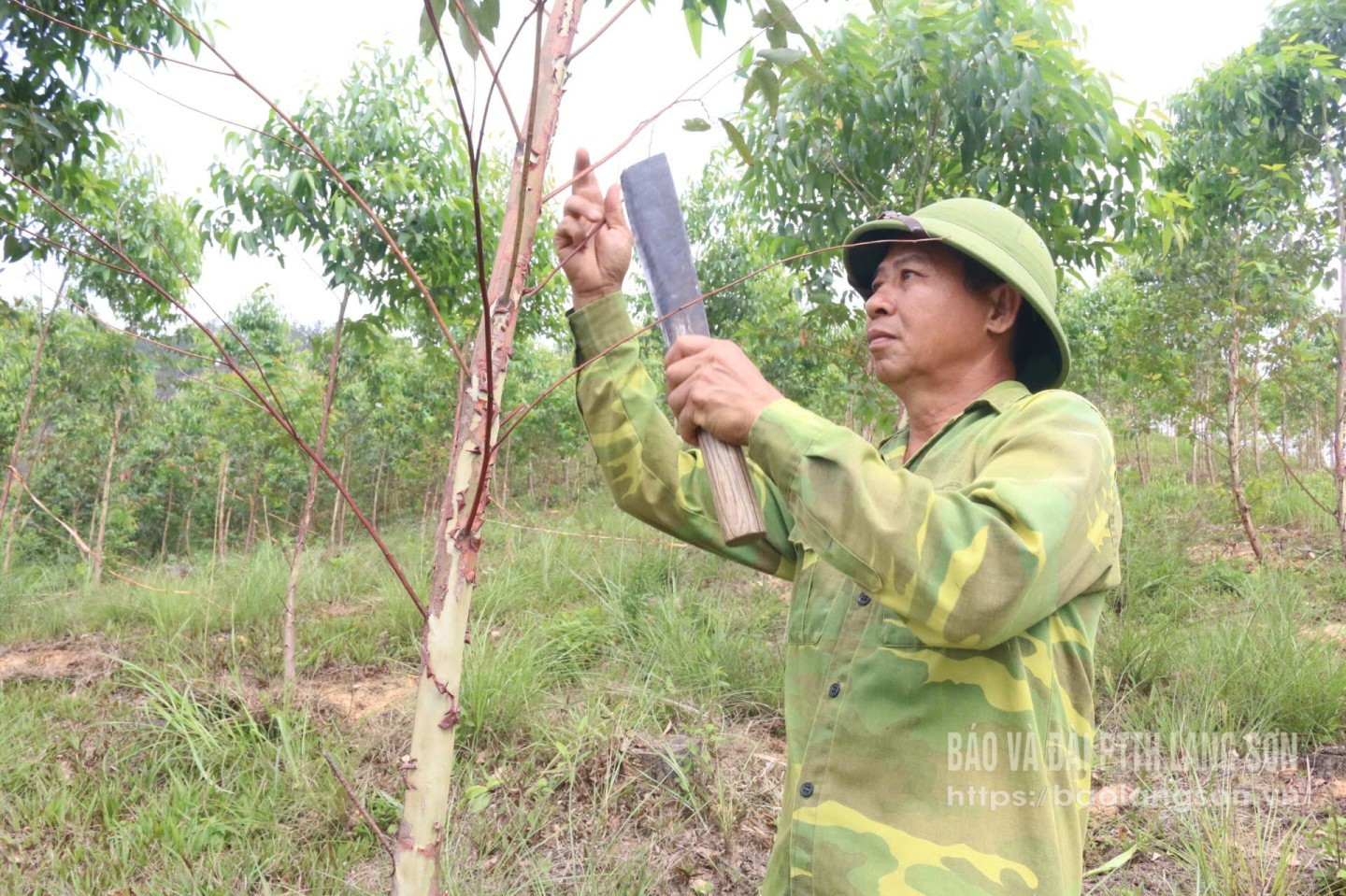 Người dân xã Vân Thủy, huyện Chi Lăng chăm sóc bạch đàn