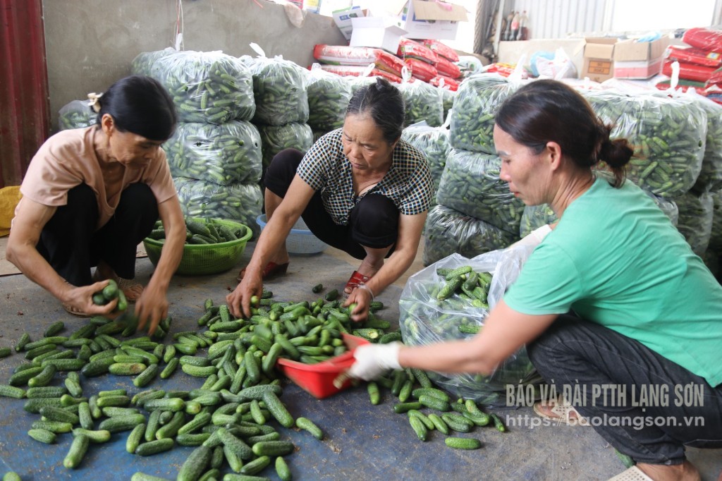 Người dân xã Đông Quan, huyện Lộc Bình phân loại dưa chuột bao tử