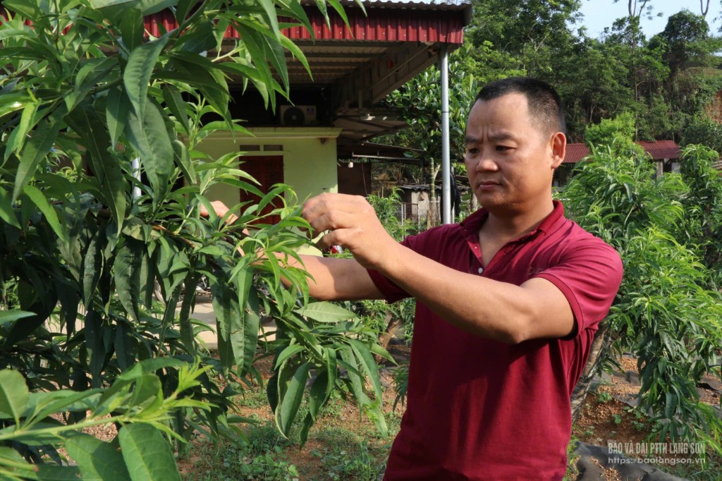Thành viên Hợp tác xã Toàn Phát chăm sóc vườn đào