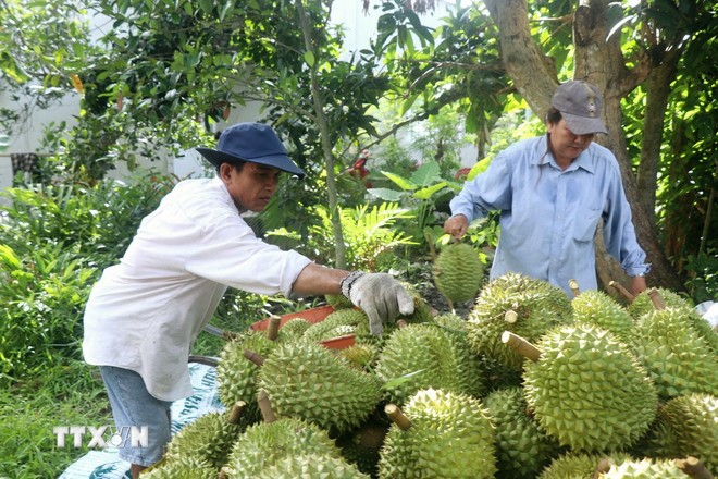 Nông dân Cần Thơ thu hoạch sầu riêng. (Ảnh: Thu Hiền/TTXVN)