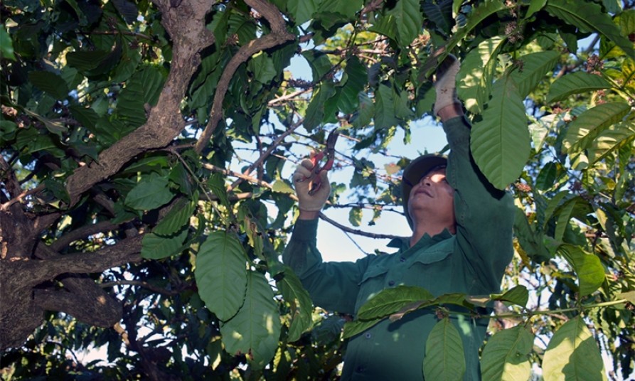 Xây dựng Đắk Lắk trở thành "điểm đến của cà phê thế giới"