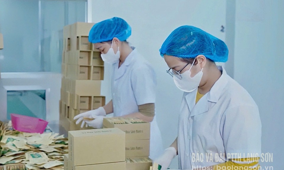 Đa dạng sản phẩm từ cây dược liệu
