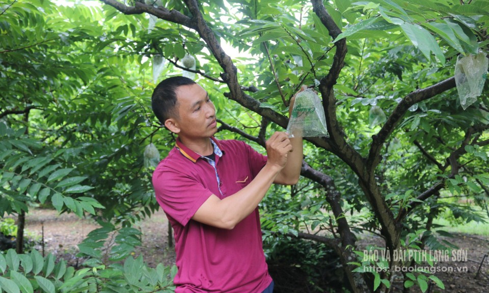 Làm giàu từ cây ăn quả