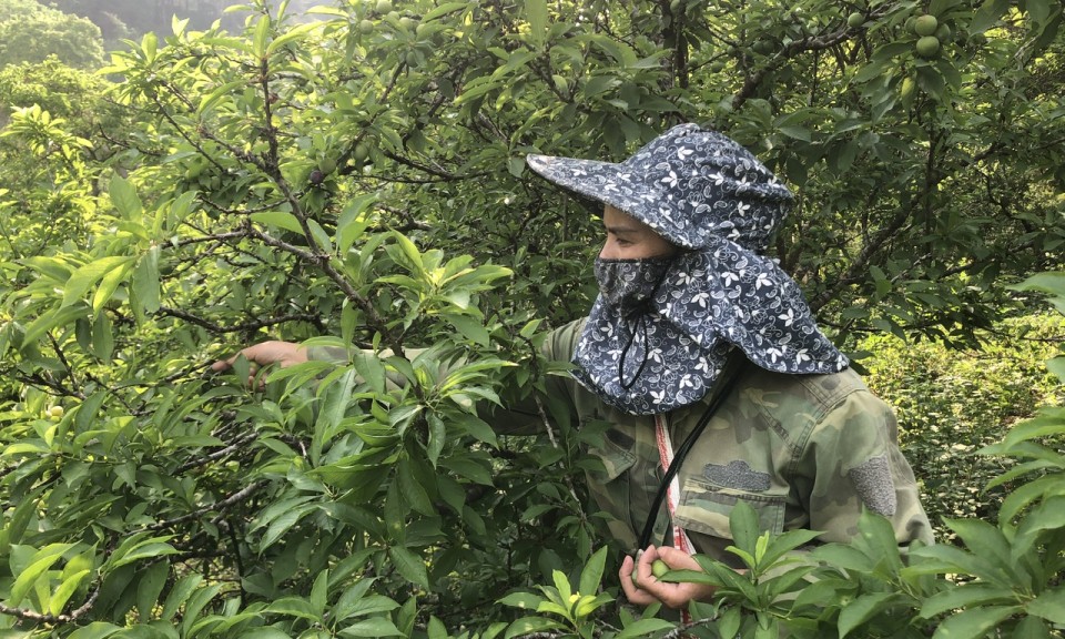 Để mận cơm biến thành "cơm"