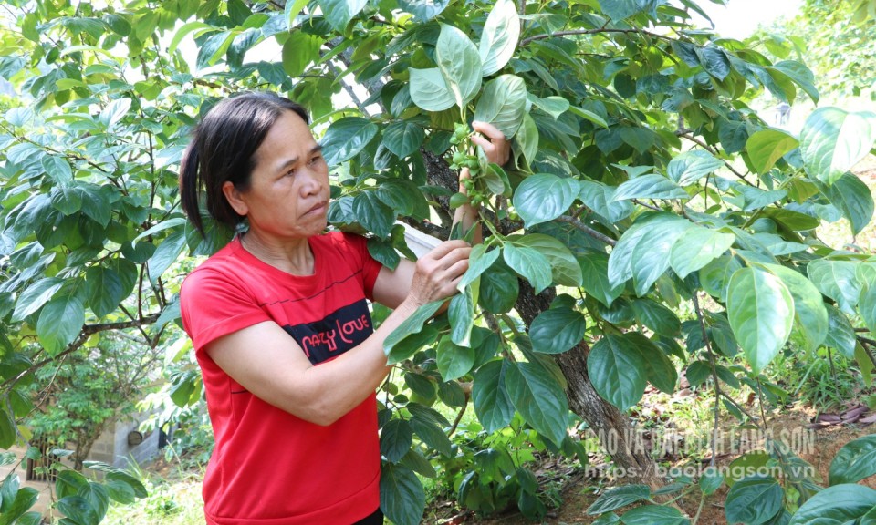 Giảm nghèo ở Hoàng Việt