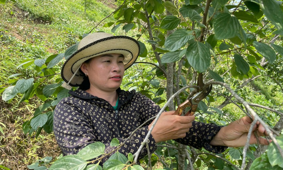Văn Lãng: Chăm hồng vành khuyên vụ mới