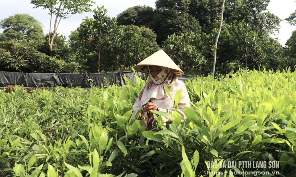 Giá keo giống tăng cao 