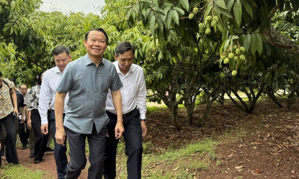 Sẵn sàng cho vụ vải thiều 2025
