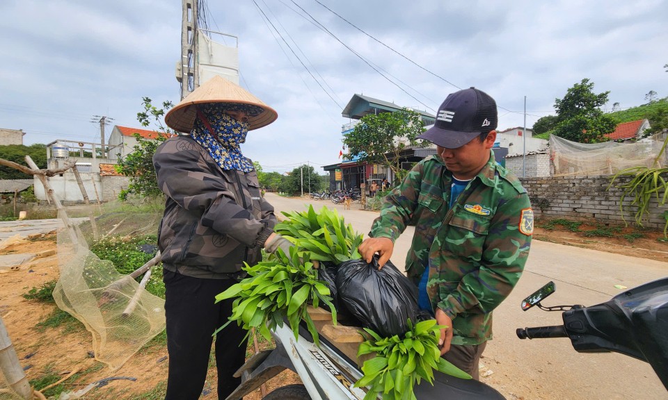 Keo giống được giá, nhà vườn phấn khởi