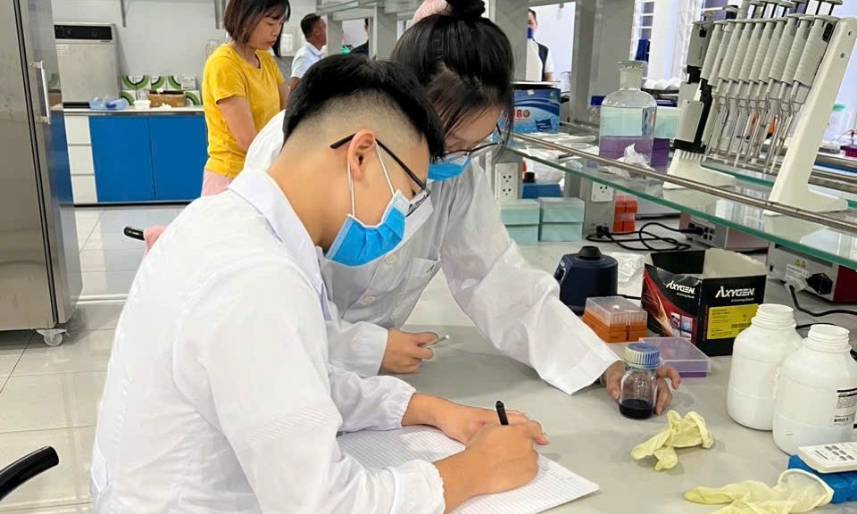 Tạo gen “hồi lùn”, năng suất cao