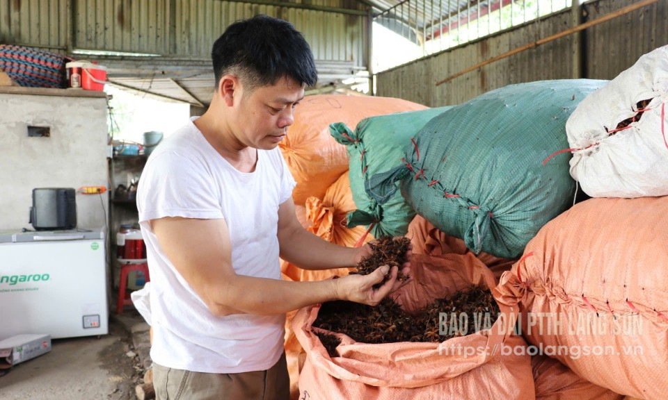  “Anh Em” cầu nối đầu ra lâm sản