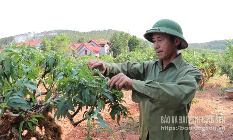 Người biến đào thành bình ở Hữu Lũng