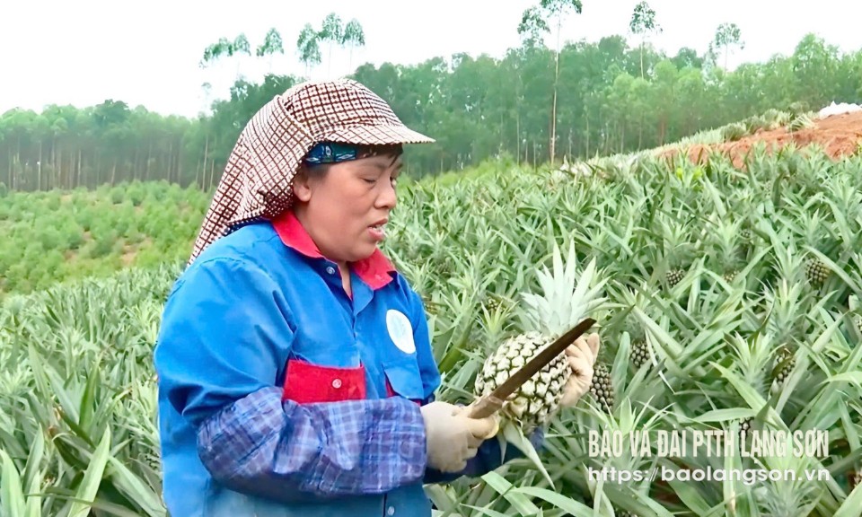 Hữu Lũng mùa dứa ngọt