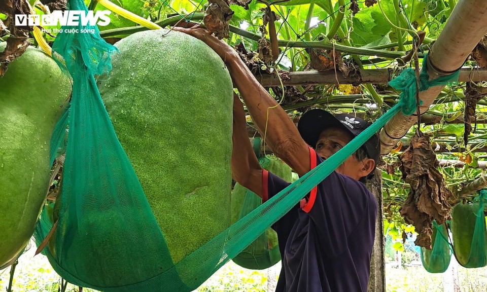 Độc lạ Bình Định: Làng trồng bí đao khổng lồ, quả nặng hơn 60kg