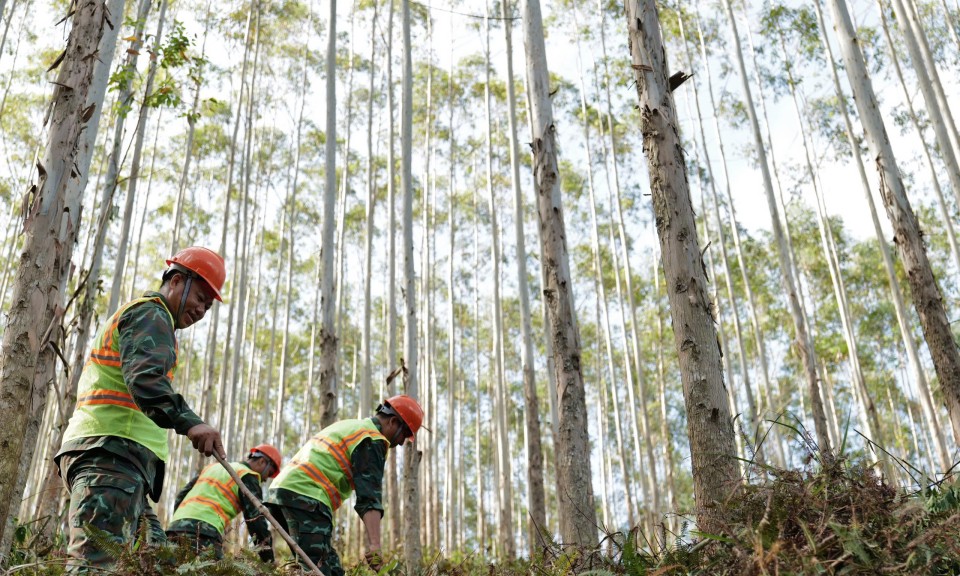 Cần dứt điểm tranh chấp đất lâm nghiệp