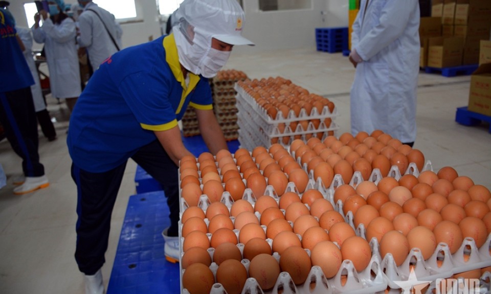 Thông tin trứng gà giả là bịa đặt
