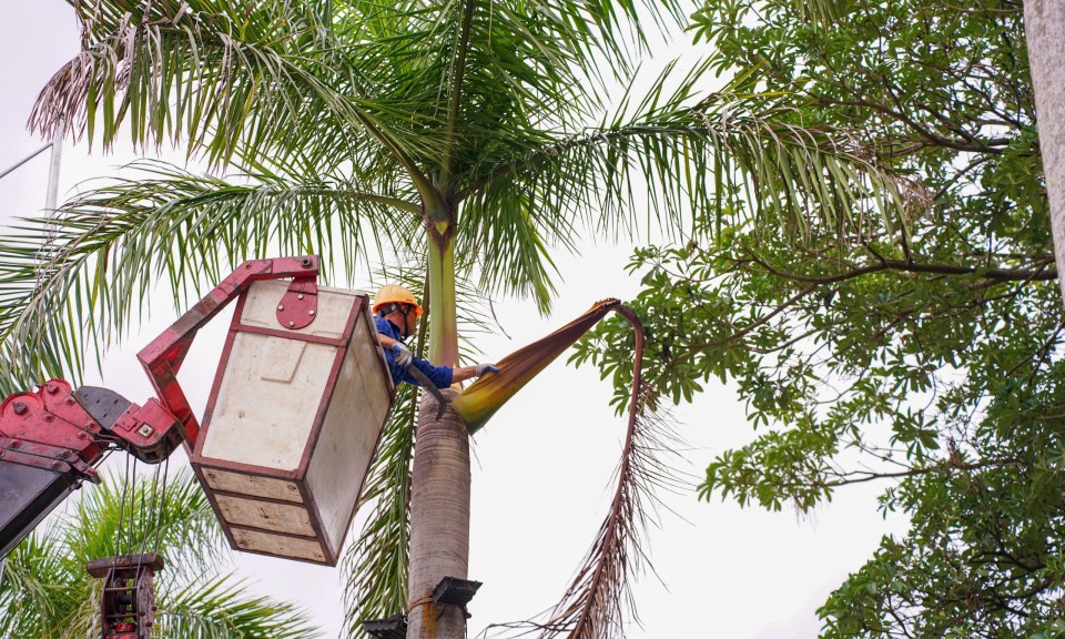 An toàn cây xanh đô thị mùa mưa