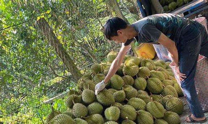Lối mở cho phát triển bền vững ngành sầu riêng