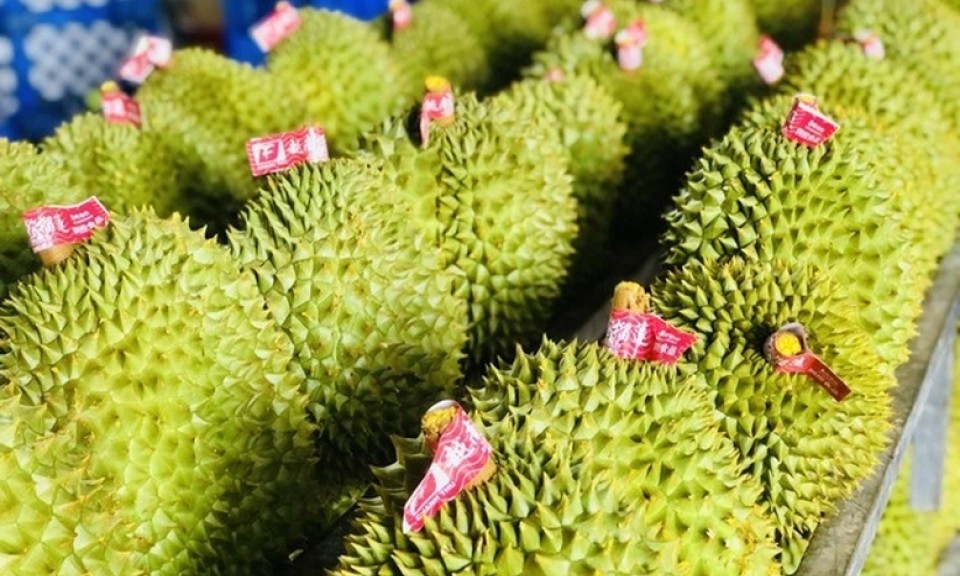 Công điện của Thủ tướng Chính phủ về một số nhiệm vụ thúc đẩy sản xuất và xuất khẩu sầu riêng bền vững