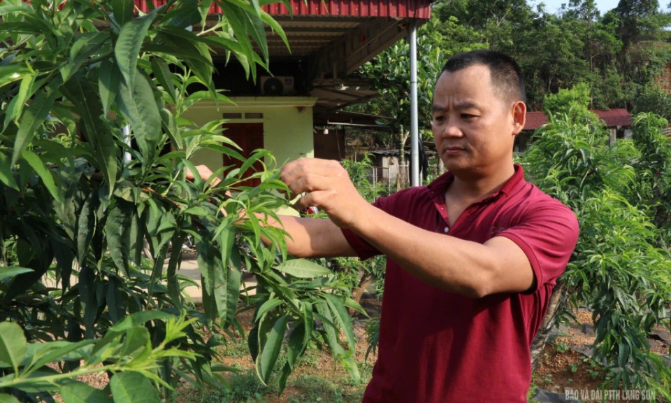 Làm giàu từ đào cảnh