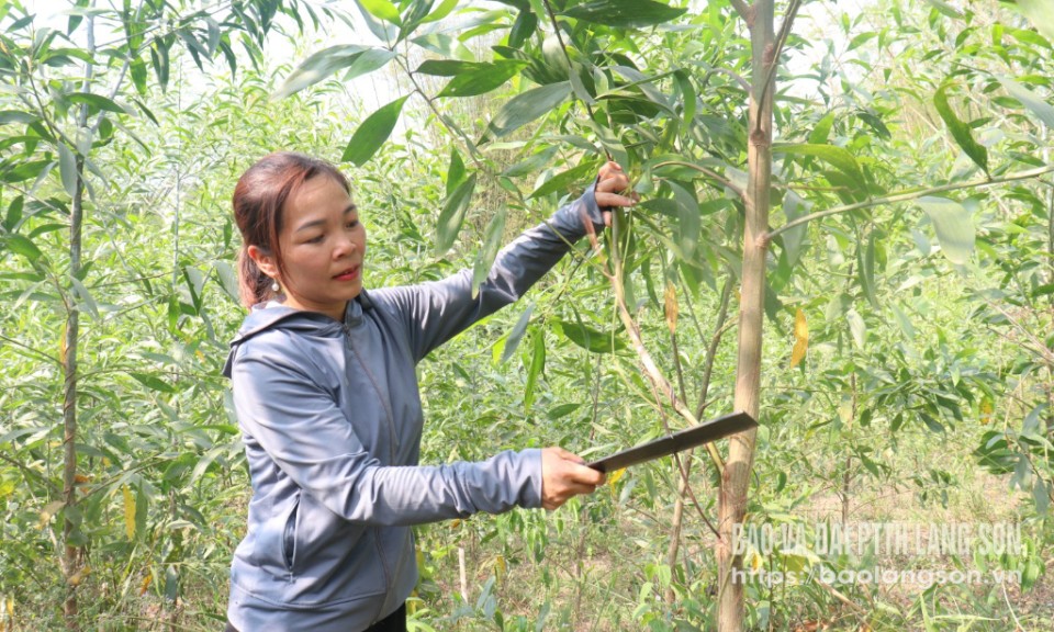 Trung Thành chọn hướng làm giàu