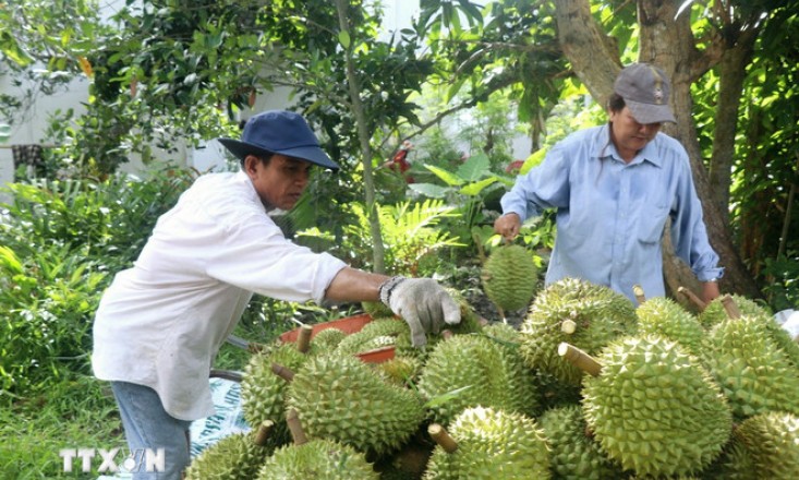 Tháo gỡ khó khăn trong hoạt động xuất khẩu sầu riêng sang Trung Quốc
