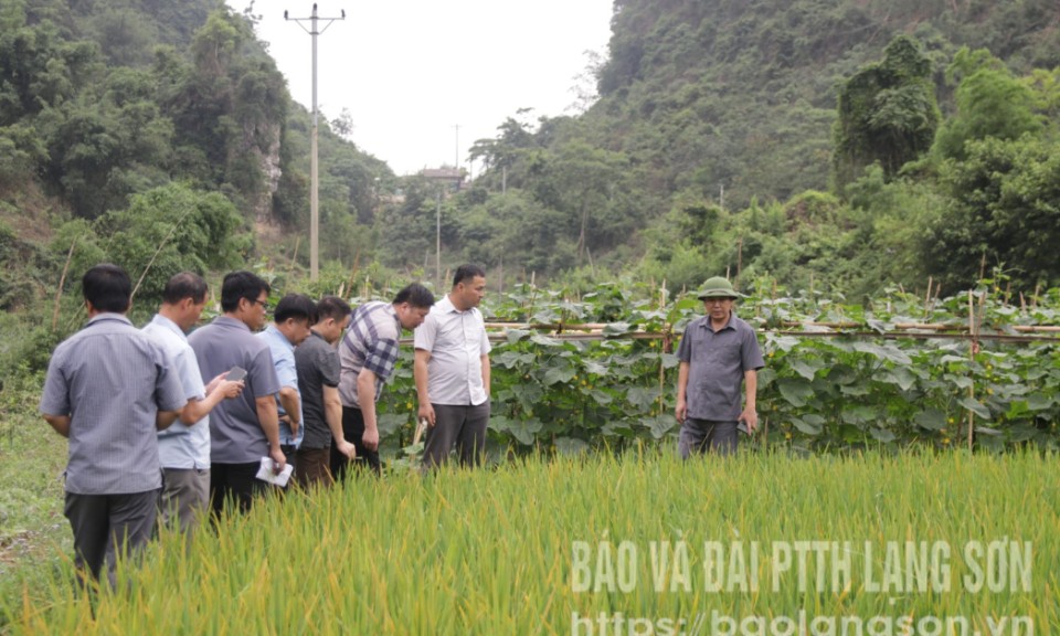 Kiểm tra công tác chuẩn bị phòng, chống thiên tai tại huyện Văn Quan