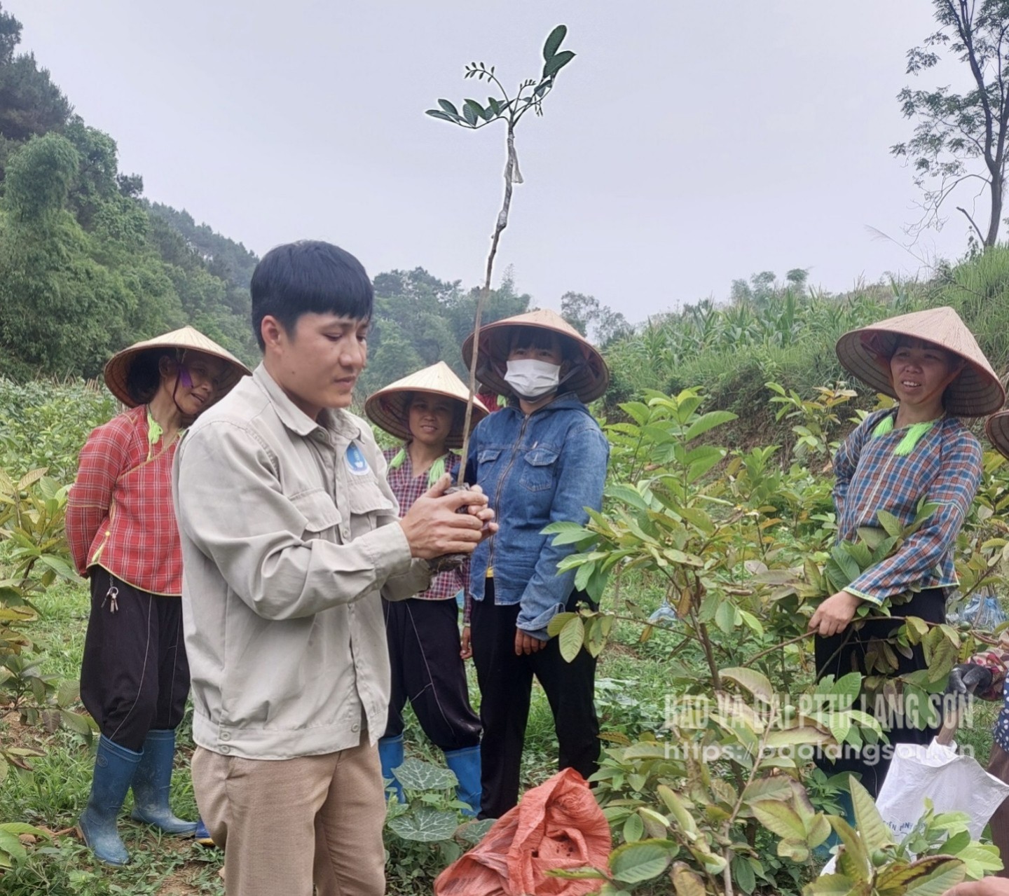 Người dân xã Gia Cát, huyện Cao Lộc tham gia học kỹ thuật ghép cây