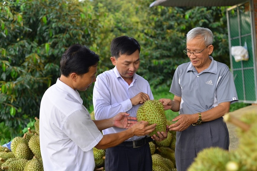 Kiểm tra chất lượng sầu riêng tại Hợp tác xã Nông nghiệp Đạ M’ri, tỉnh Lâm Đồng.