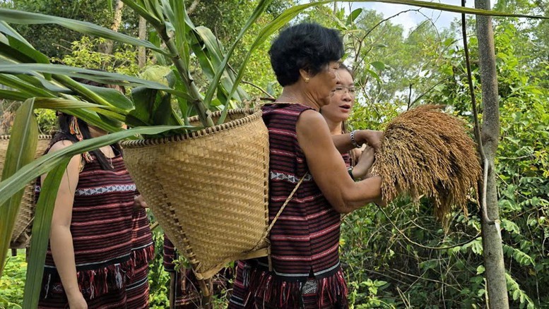 Lễ hội truyền thống Lễ hội Sayangva (cúng Thần Lúa) của người Chơ Ro thành phố Long Khánh, huyện Xuân Lộc, huyện Định Quán, huyện Thống Nhất, huyện Vĩnh Cửu, huyển Cẩm Mỹ, tỉnh Đồng Nai.