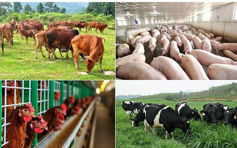 Nhiều chính sách hỗ trợ khắc phục dịch bệnh động vật