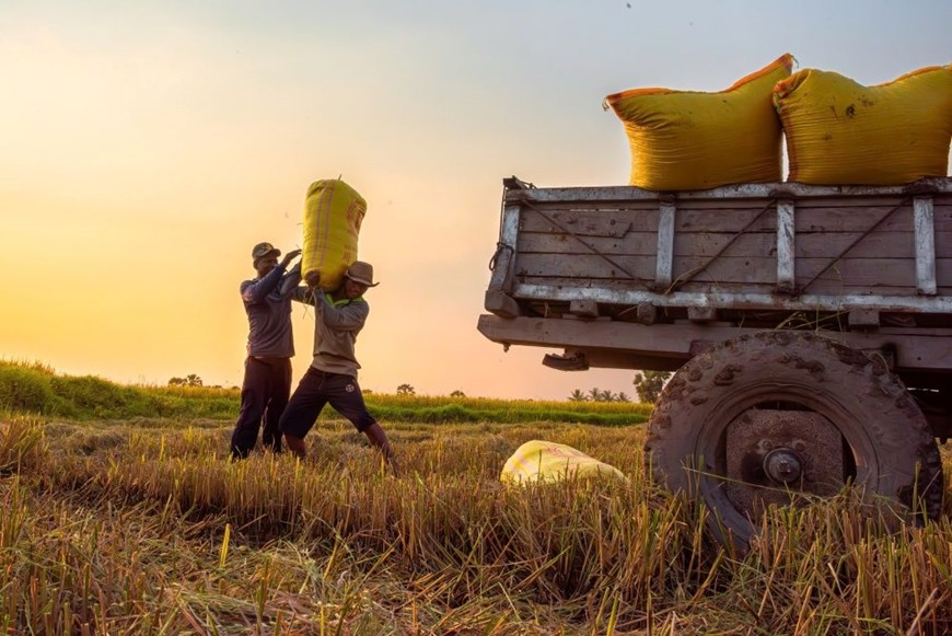 Người dân ở xã Vĩnh Trung, thị xã Tịnh Biên, tỉnh An Giang thu hoạch vụ lúa hè thu. Ảnh: ĐÌNH MINH