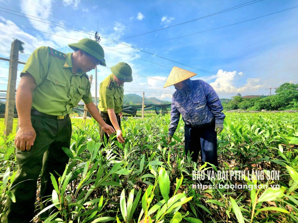 Cán bộ Hạt Kiểm lâm huyện Hữu Lũng kiểm tra vườn cây keo chủ của Công ty TNHH MTV Lâm nghiệp Đông Bắc
