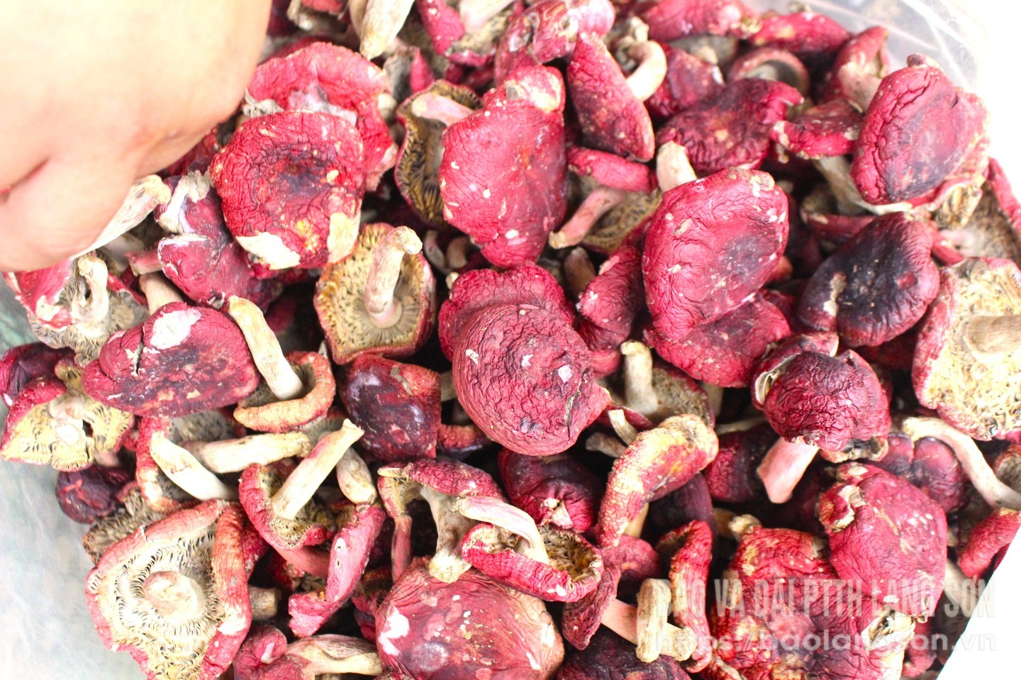 Nấm đỏ (nấm chẹo) sau khi sấy khô