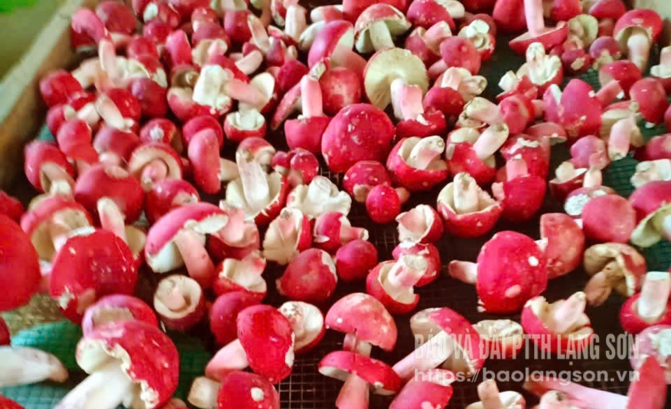 Nấm đỏ tươi chuẩn bị được đưa vào lò sấy