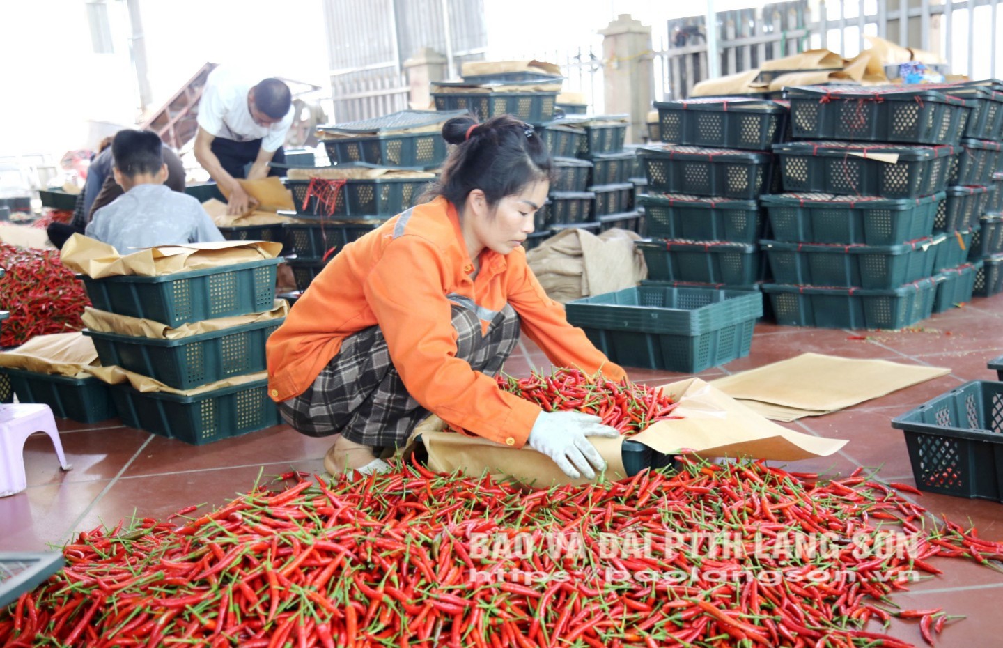 Hợp tác xã Hoài Anh (thị trấn Đồng Mỏ, huyện Chi Lăng) đóng gói ớt quả tươi để xuất khẩu sang thị trường Trung Quốc