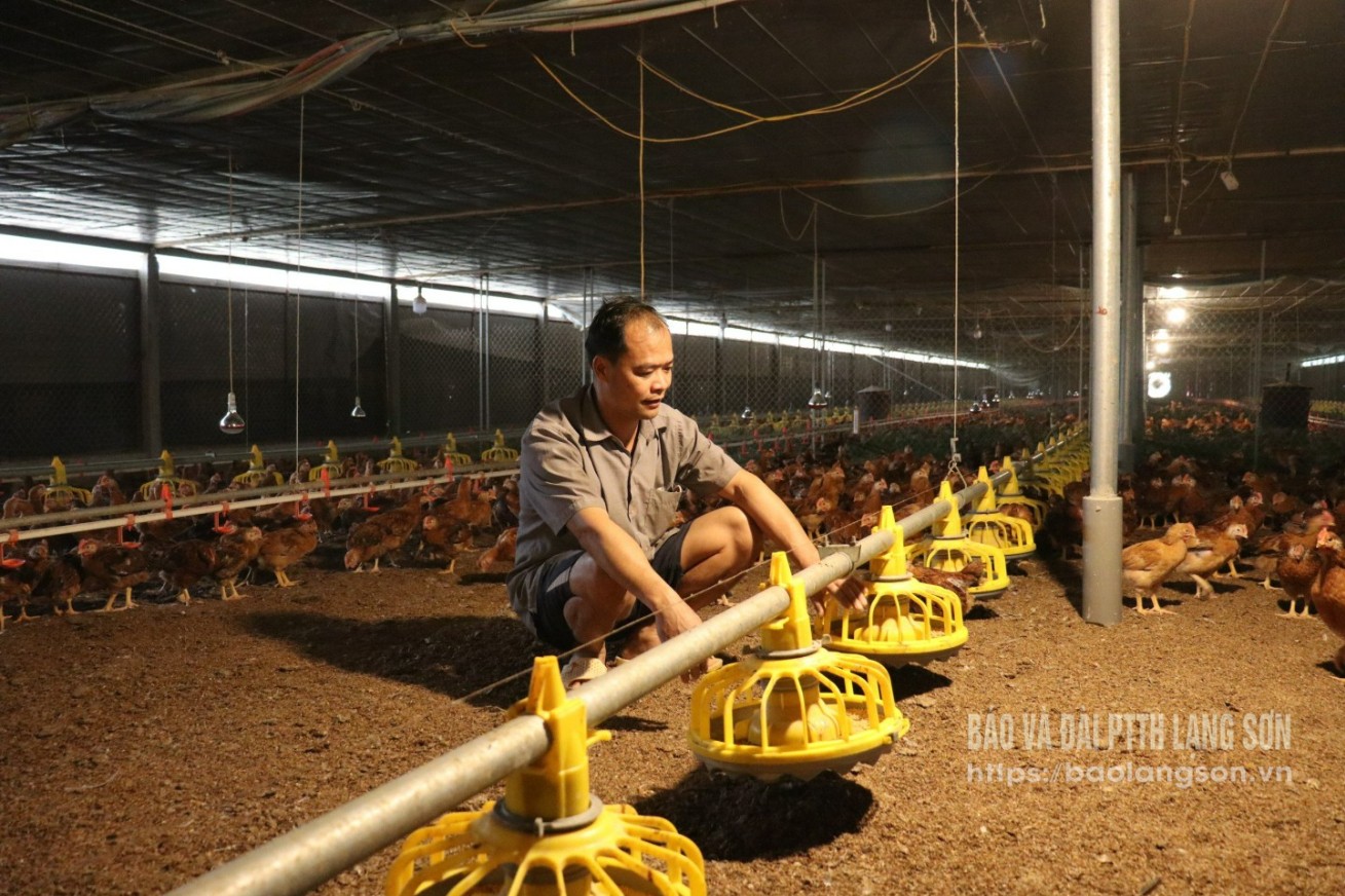 Người dân xã Long Đống phát triển chăn nuôi gà từ nguồn vốn vay theo Nghị quyết 08 của HĐND tỉnh