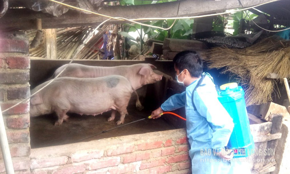 Cán bộ thú y của huyện Lộc Bình phun tiêu độc khử trùng khu vực chuồng trại chăn nuôi lợn