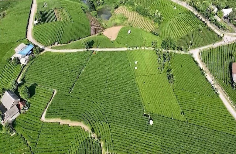 Vùng chè huyện Đại Từ, tỉnh Thái Nguyên.