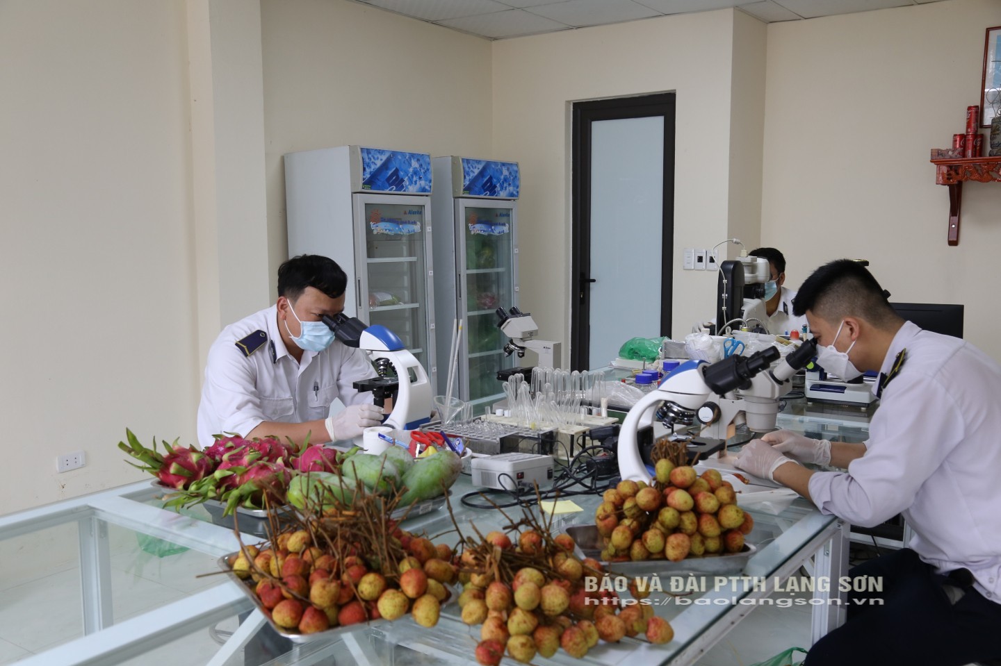 Cán bộ Trạm Kiểm dịch thực vật cửa khẩu Tân Thanh kiểm tra lô vải thiều xuất khẩu qua cửa khẩu